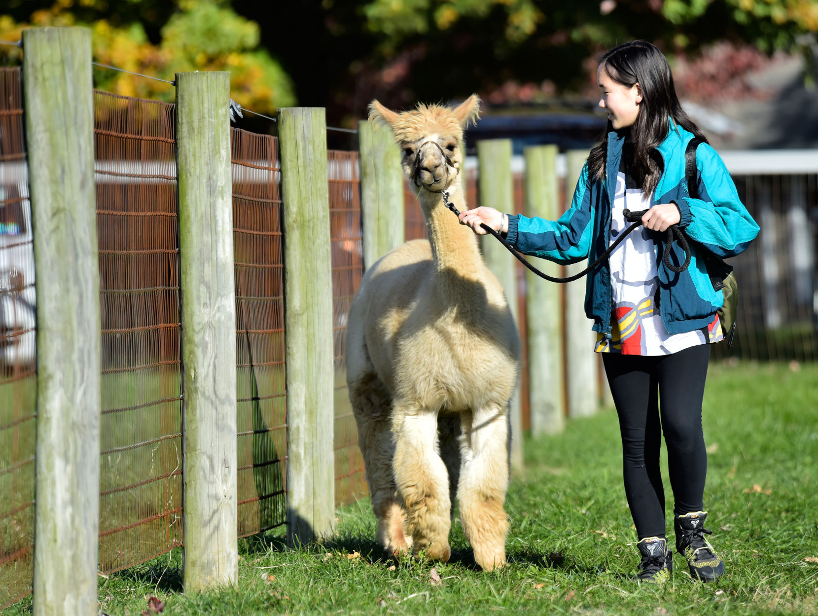Zurin Alpacas 4.jpg